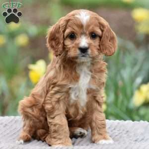 Joyce, Cavapoo Puppy